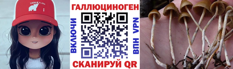 Купить где  Белоярский  Псилоцибиновые грибы мицелий 